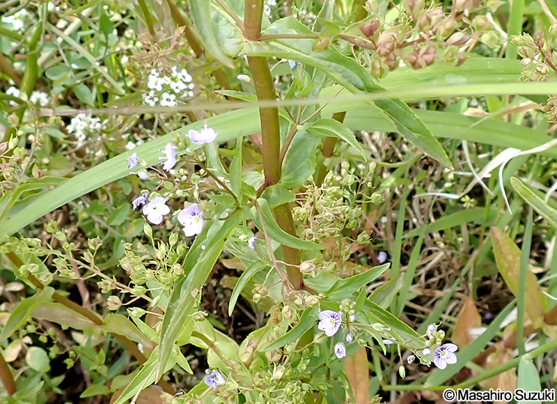 オオカワヂシャ Veronica anagallis-aquatica