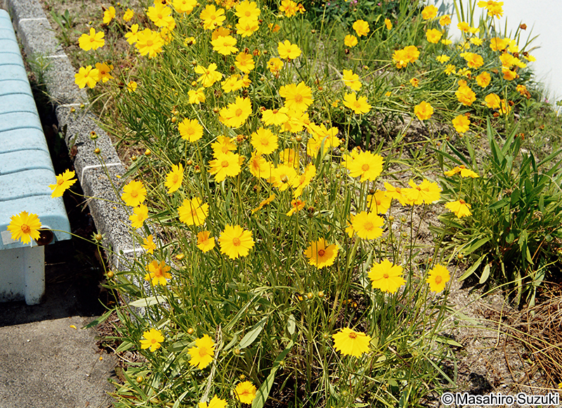 オオキンケイギク Coreopsis lanceolata