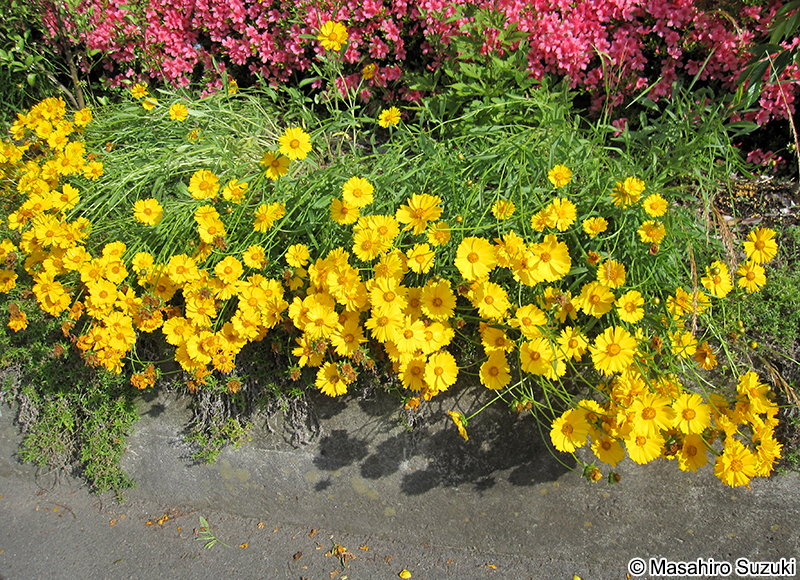 オオキンケイギク Coreopsis lanceolata