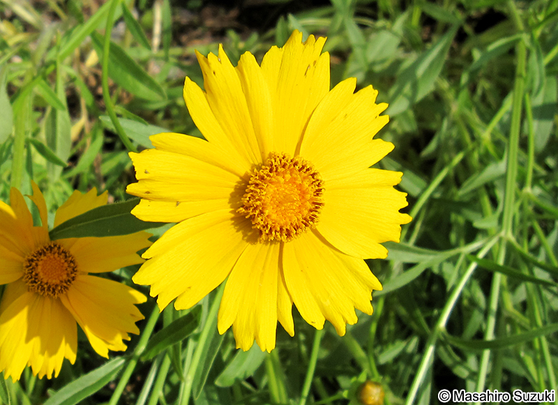 オオキンケイギク Coreopsis lanceolata