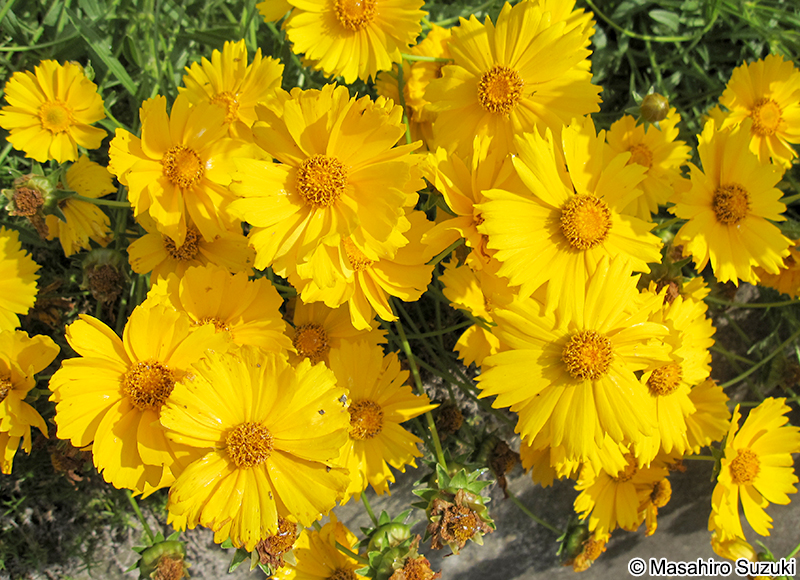 オオキンケイギク Coreopsis lanceolata