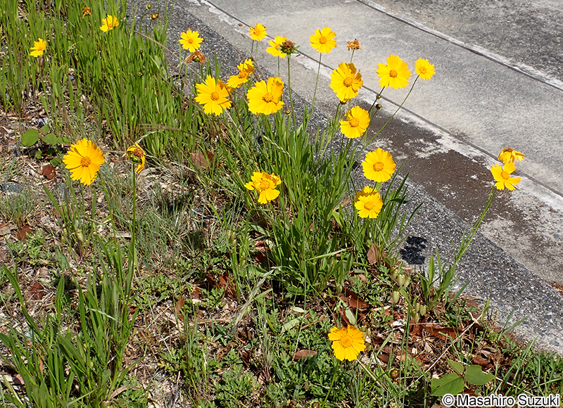 オオキンケイギク Coreopsis lanceolata