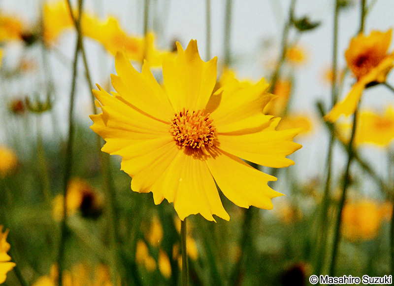 オオキンケイギク Coreopsis lanceolata
