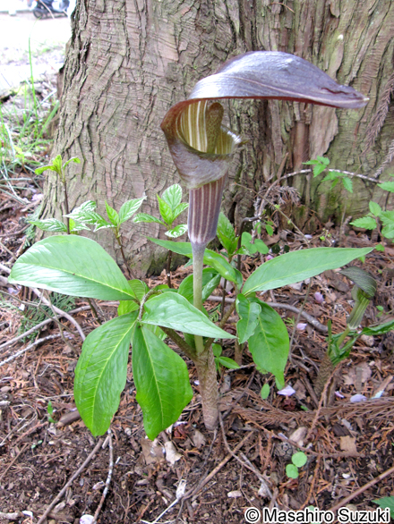 オオマムシグサ Arisaema serratum