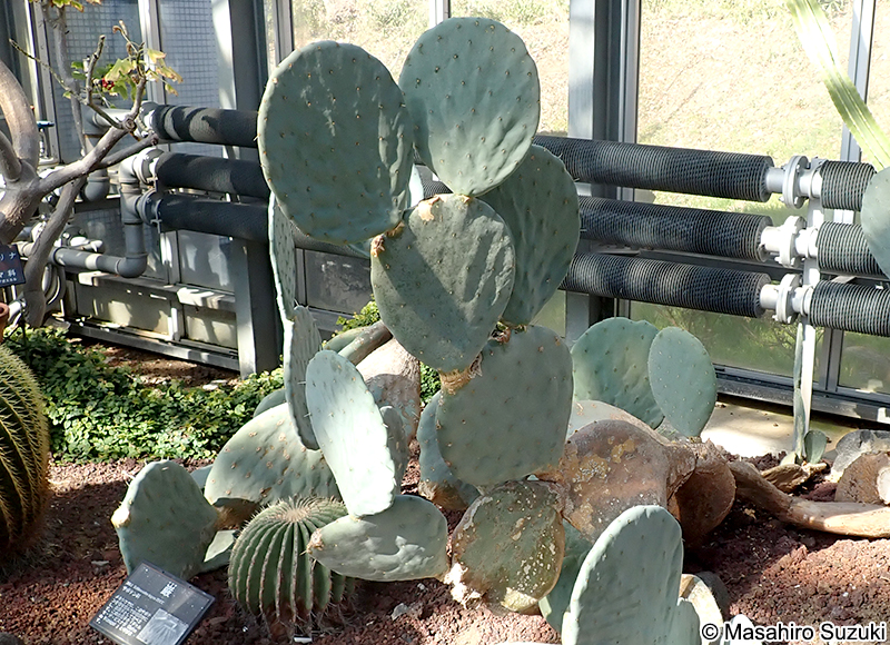 オオマルボン（大丸盆） Opuntia robusta