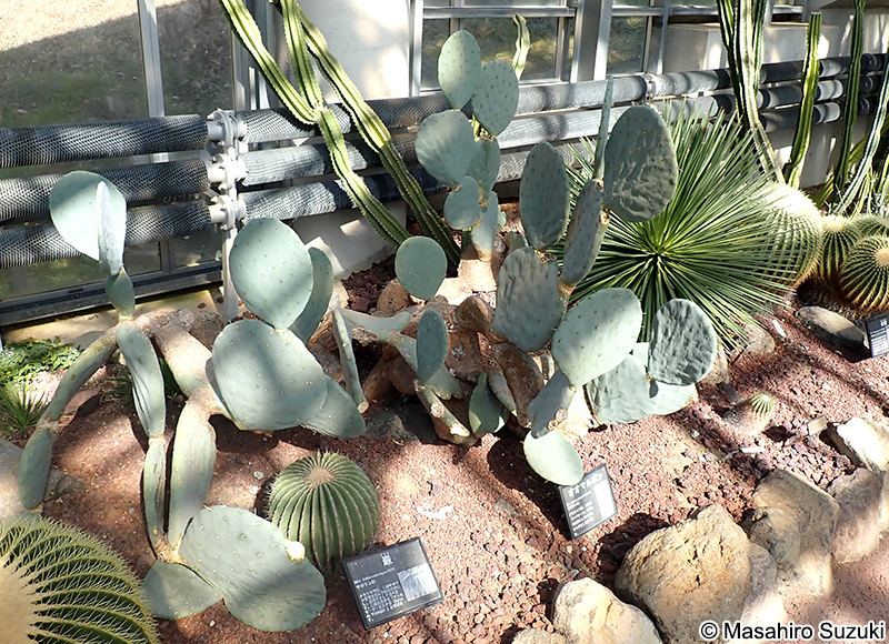 オオマルボン（大丸盆） Opuntia robusta