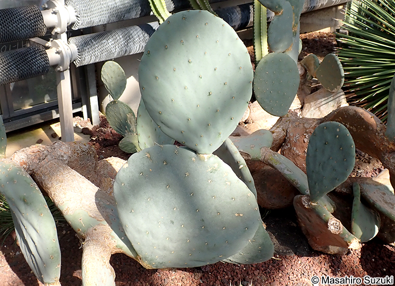 オオマルボン（大丸盆） Opuntia robusta