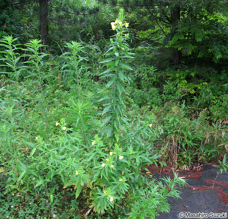 オオマツヨイグサ Oenothera glazioviana