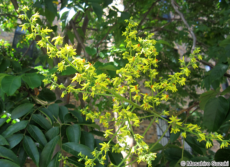 オオモクゲンジ Koelreuteria bipinnata
