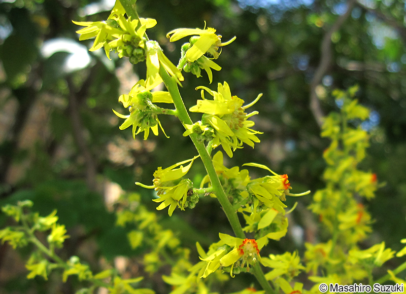 オオモクゲンジ Koelreuteria bipinnata