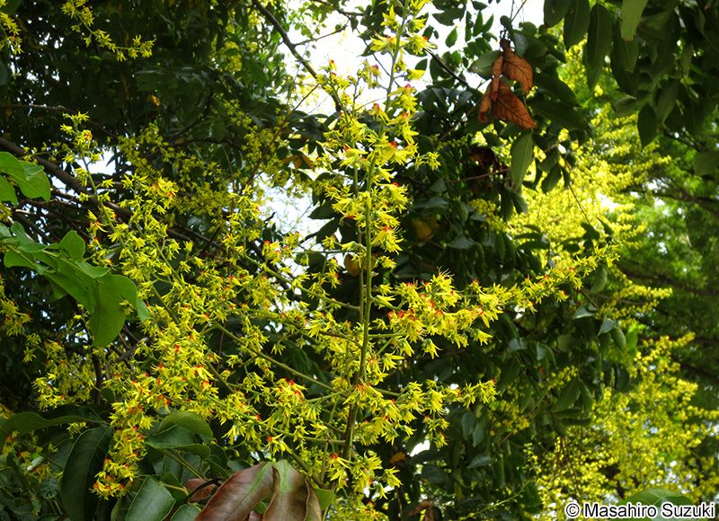 オオモクゲンジ Koelreuteria bipinnata