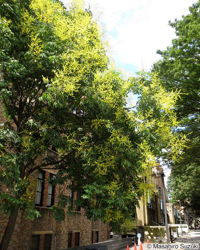 オオモクゲンジ Koelreuteria bipinnata