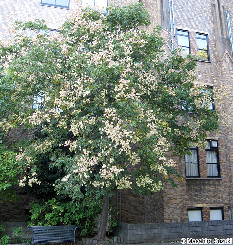 オオモクゲンジ Koelreuteria bipinnata