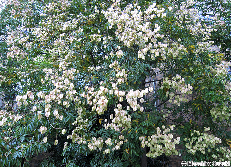 オオモクゲンジ Koelreuteria bipinnata