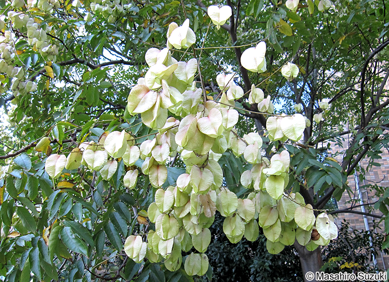 オオモクゲンジ Koelreuteria bipinnata