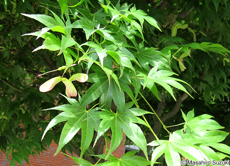 オオモミジ Acer amoenum