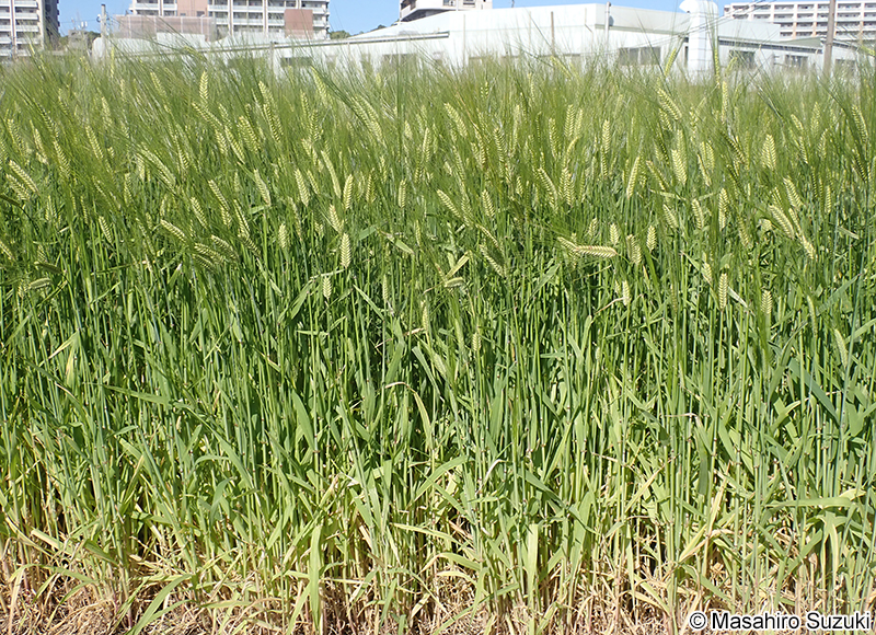 オオムギ Hordeum vulgare