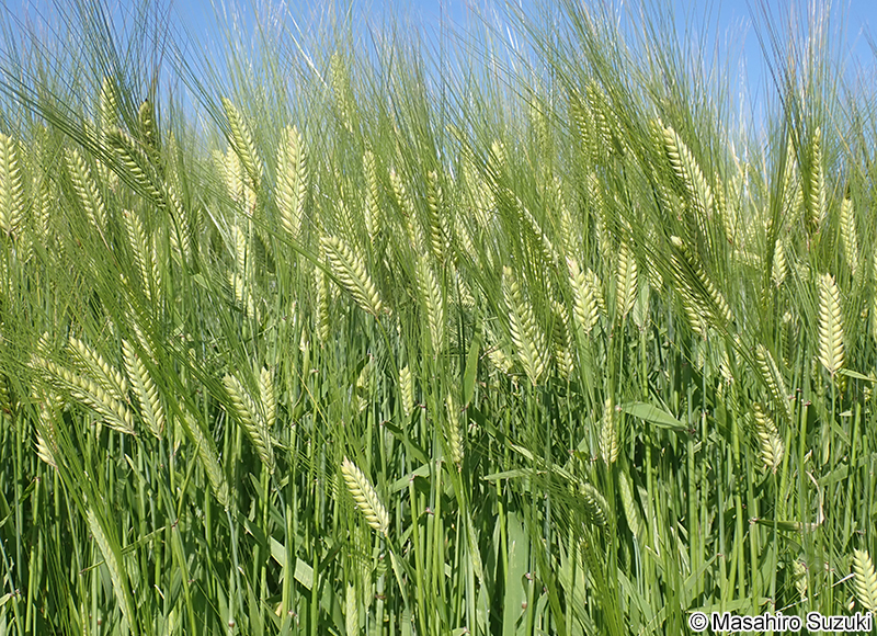 オオムギ Hordeum vulgare