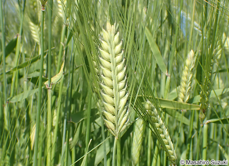 オオムギ Hordeum vulgare
