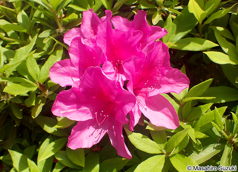 オオムラサキ Rhododendron x pulchrum