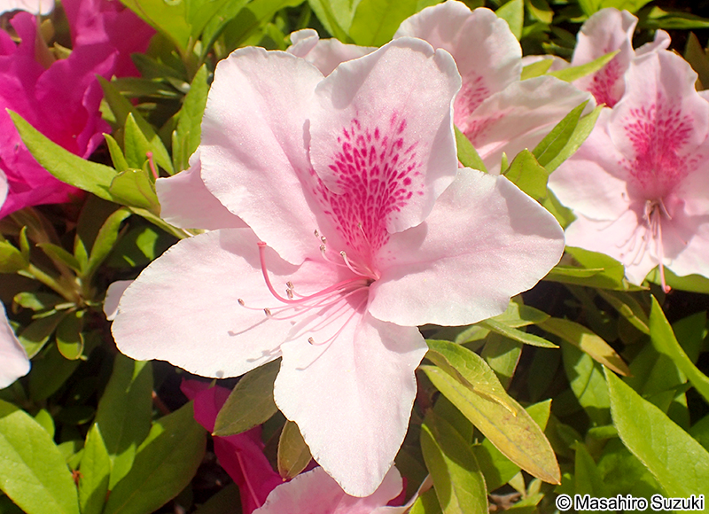 オオムラサキ Rhododendron x pulchrum