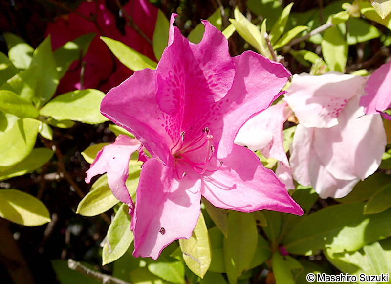 オオムラサキ Rhododendron x pulchrum