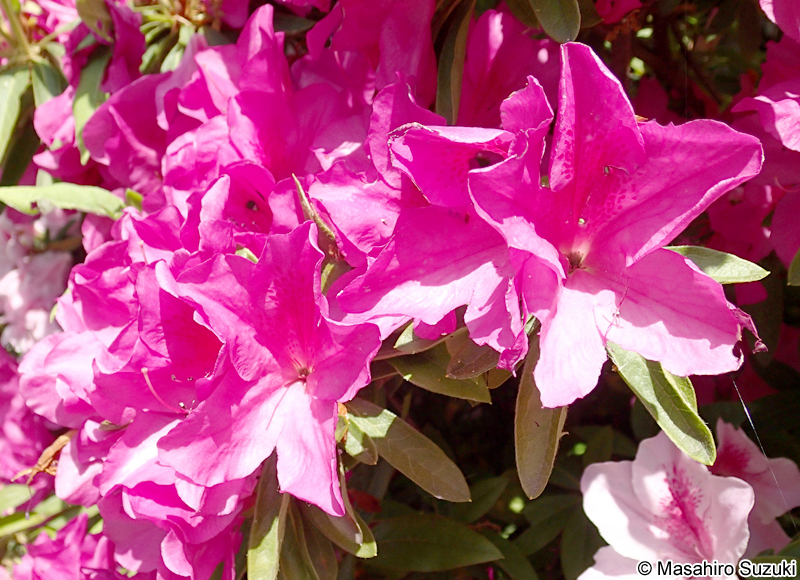 オオムラサキ Rhododendron x pulchrum