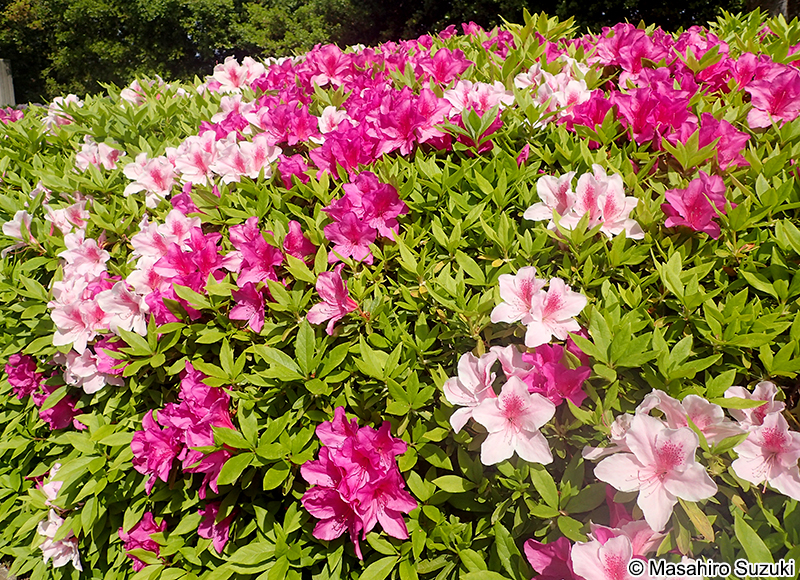 オオムラサキ Rhododendron x pulchrum