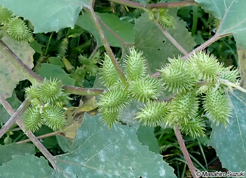 オオオナモミ Xanthium occidentale