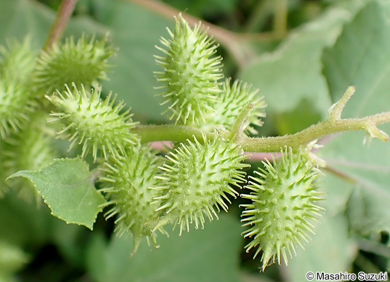 オオオナモミ Xanthium occidentale