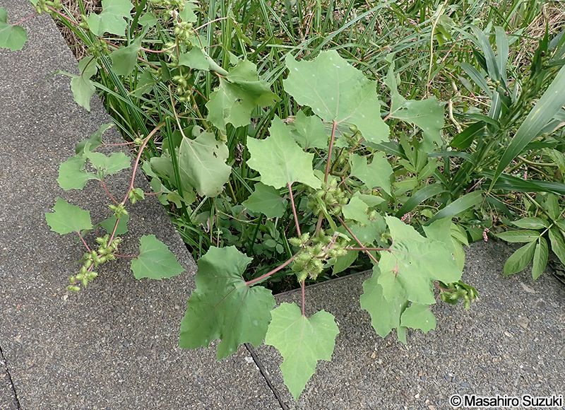 オオオナモミ Xanthium occidentale