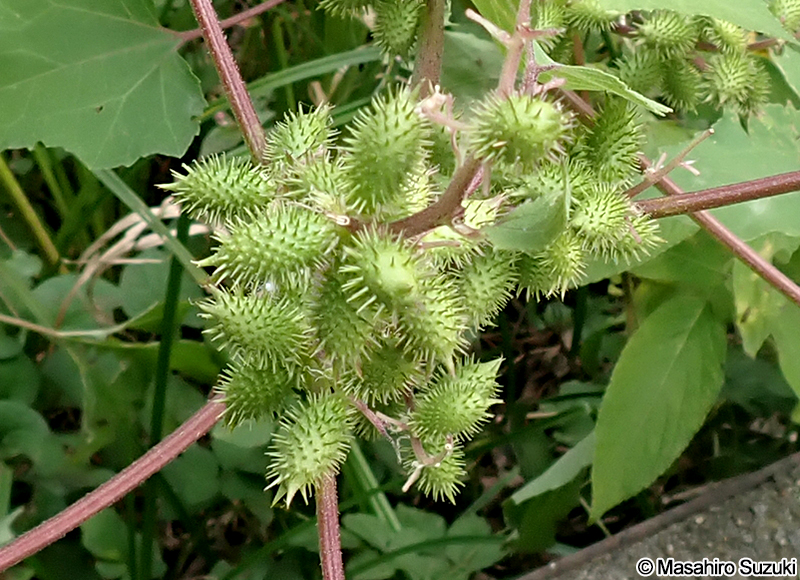 オオオナモミ Xanthium occidentale