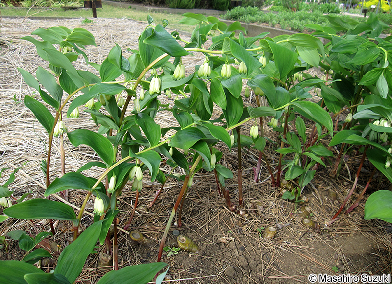 オオナルコユリ Polygonatum macranthum