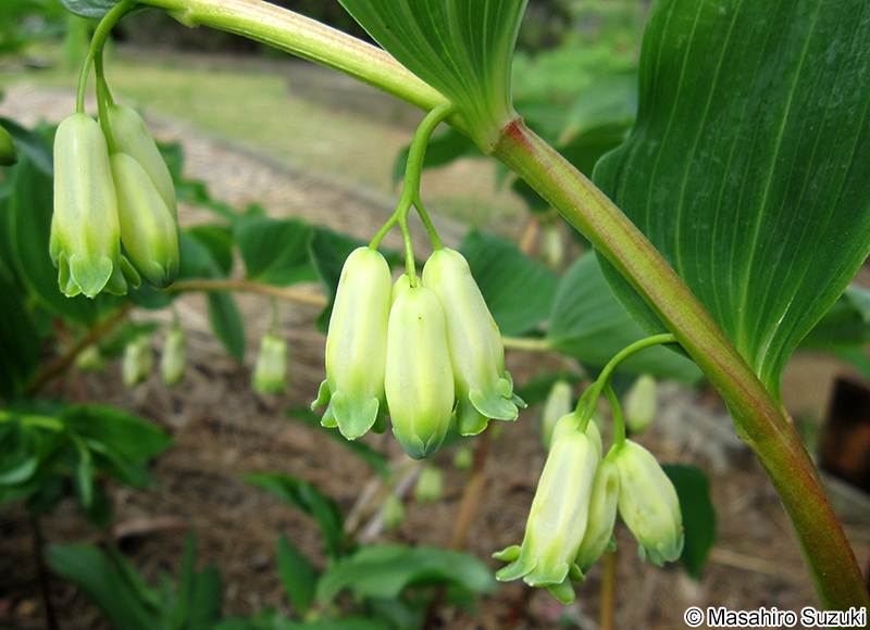 オオナルコユリ Polygonatum macranthum