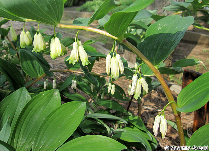 オオナルコユリ Polygonatum macranthum