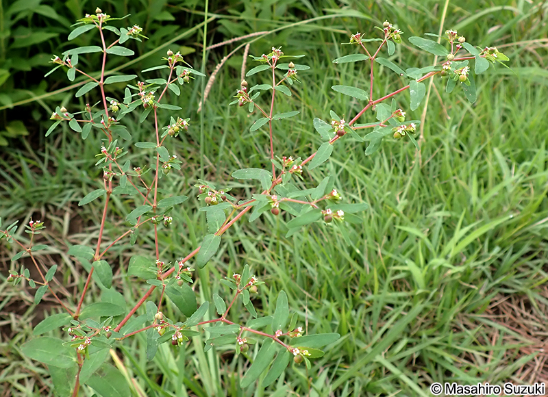 オオニシキソウ Chamaesyce nutans
