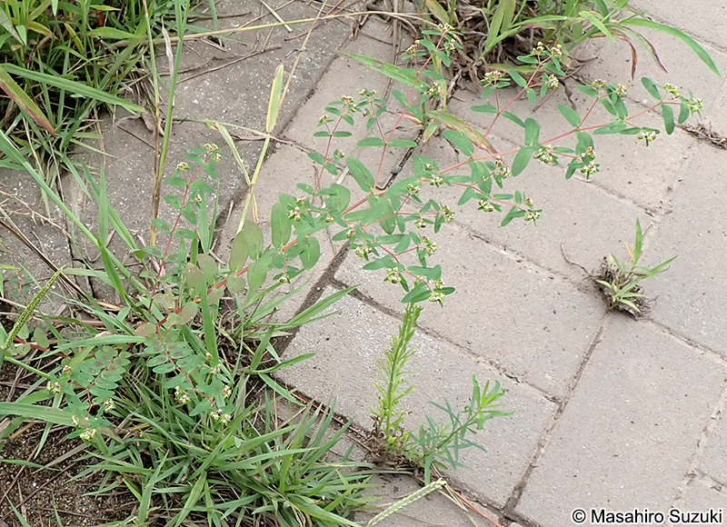 オオニシキソウ Chamaesyce nutans