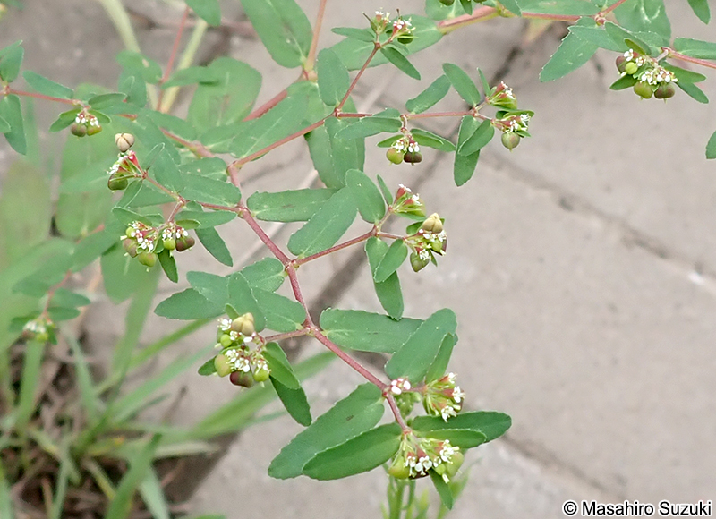 オオニシキソウ Chamaesyce nutans