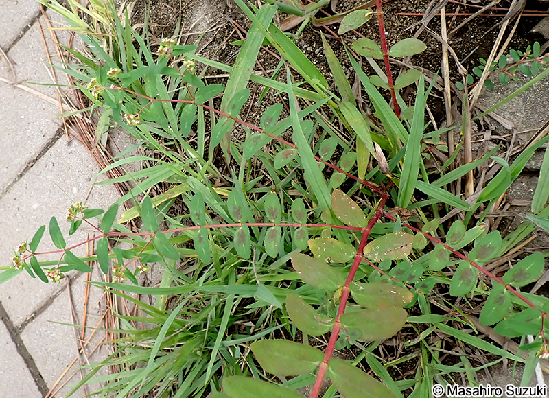 オオニシキソウ Chamaesyce nutans