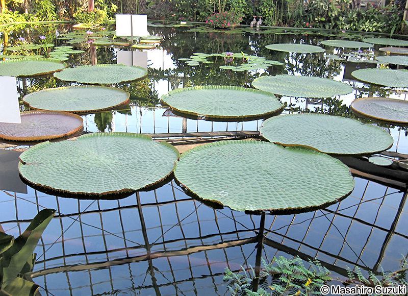オオオニバス Victoria amazonica