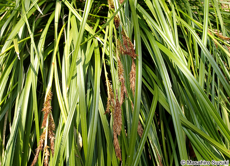 オオシマカンスゲ Carex oshimensis