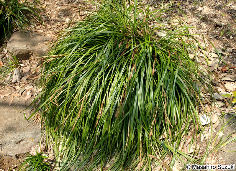 オオシマカンスゲ Carex oshimensis