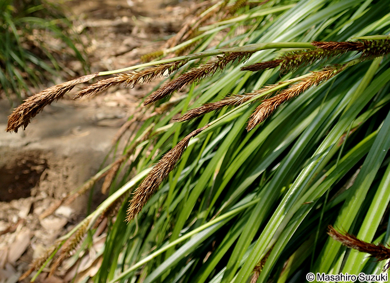 オオシマカンスゲ Carex oshimensis