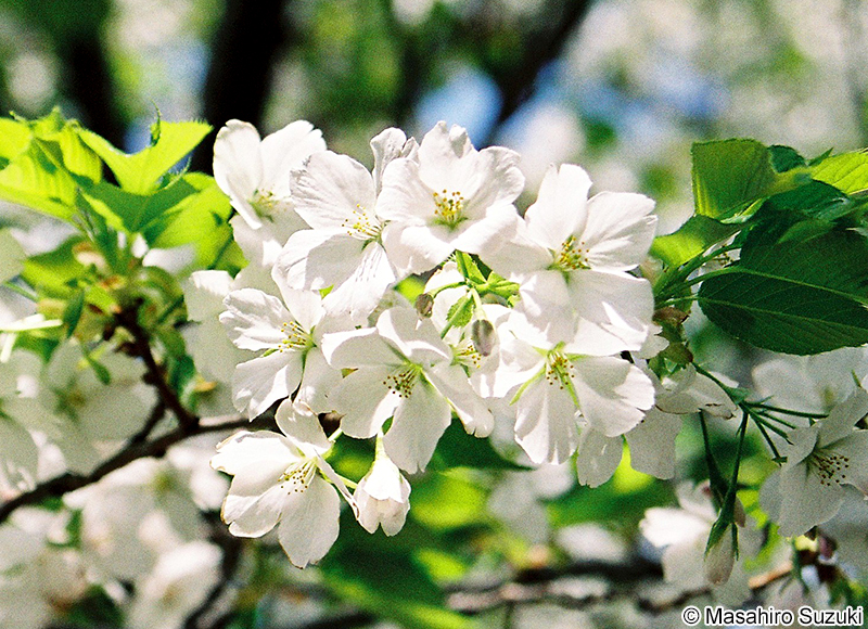 オオシマザクラ Cerasus speciosa