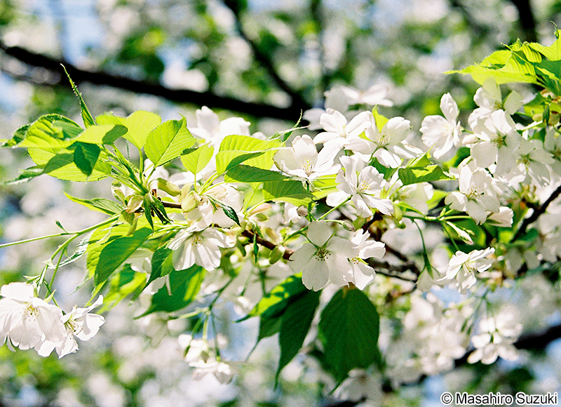 オオシマザクラ Cerasus speciosa