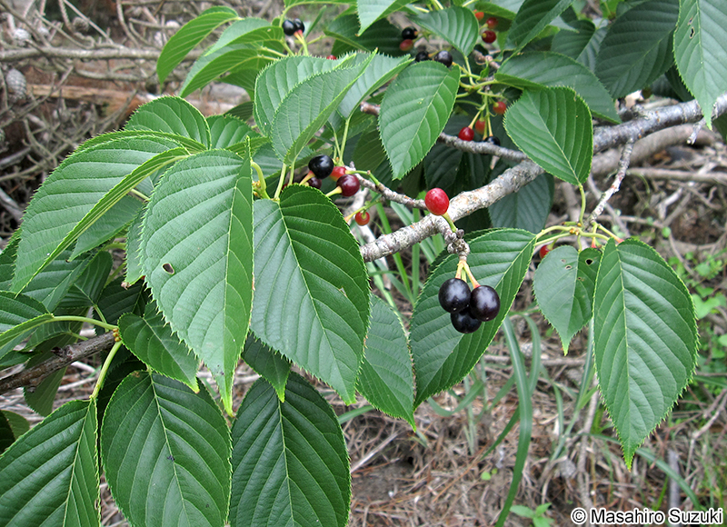 オオシマザクラ Cerasus speciosa
