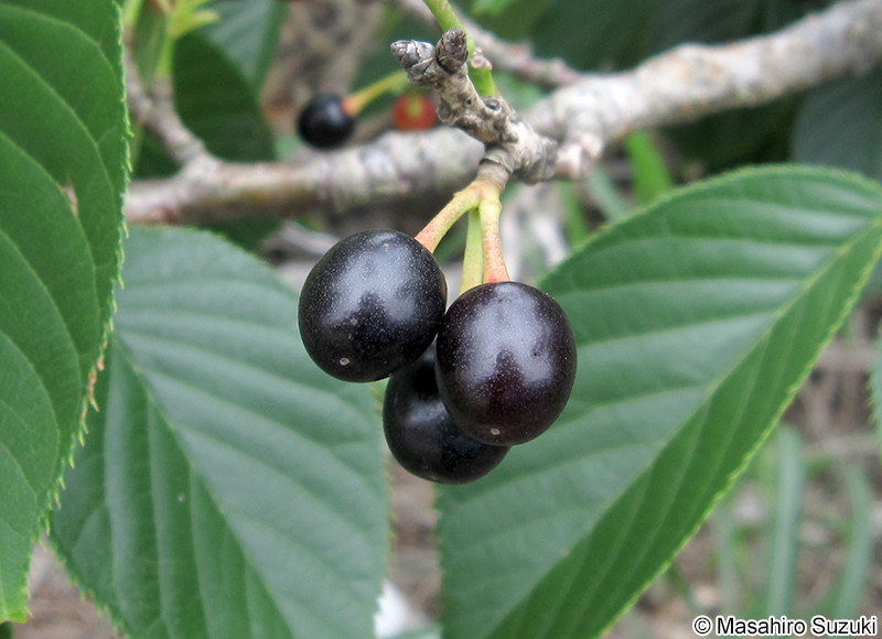 オオシマザクラの果実