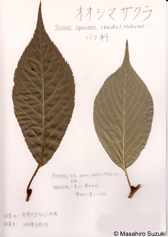 オオシマザクラの押し葉