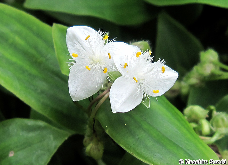オオトキワツユクサ Tradescantia albiflora