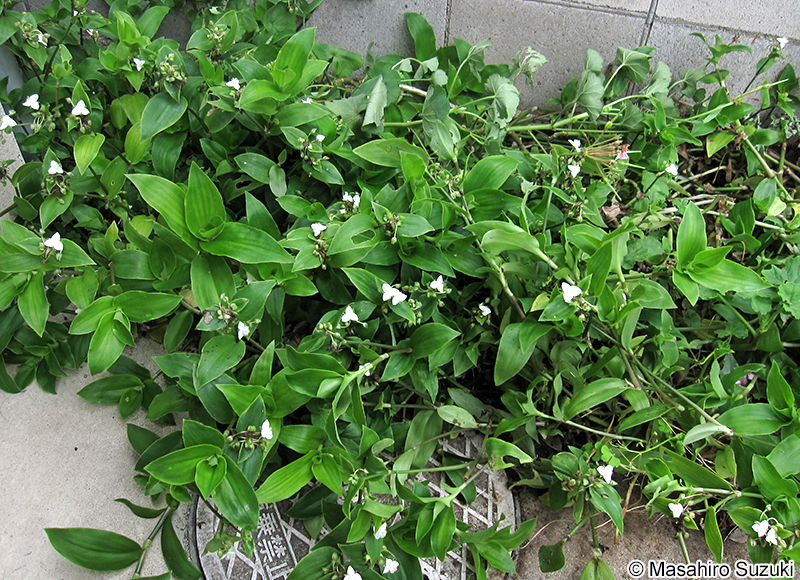 オオトキワツユクサ Tradescantia albiflora